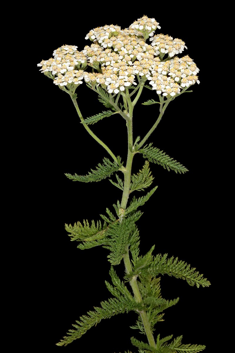 Achillea borealis