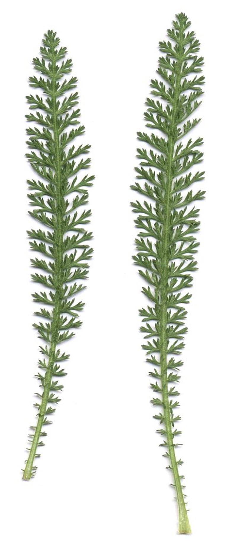 Achillea borealis photo 2