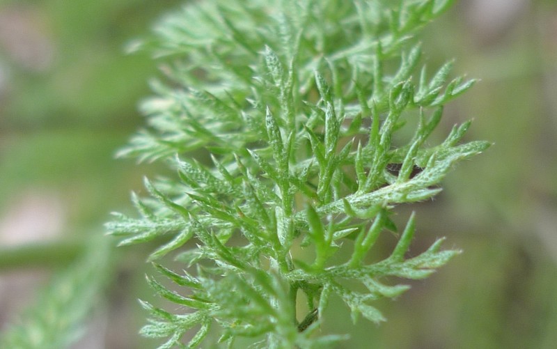 Achillea borealis photo 3