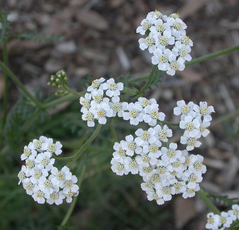Achillea borealis photo 4