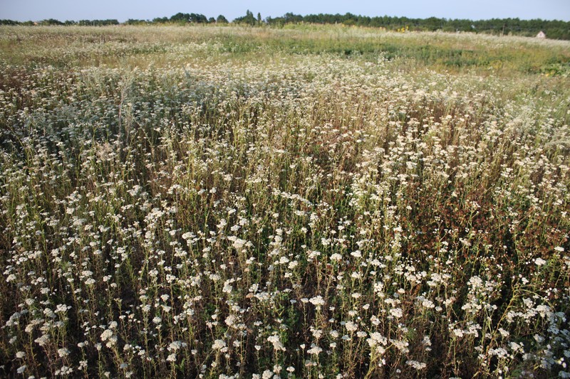 Achillea borealis photo 5