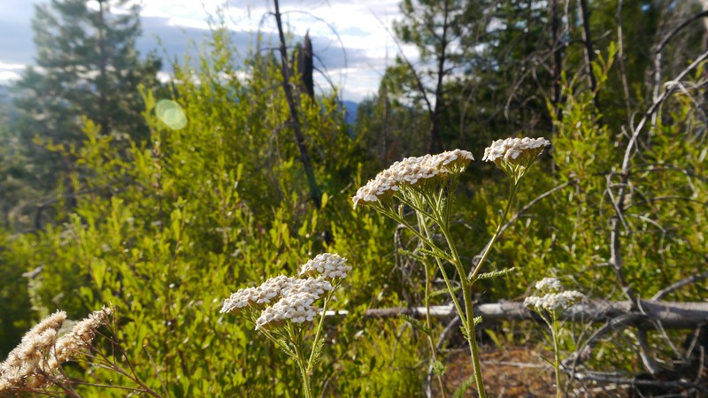 Achillea borealis photo 6