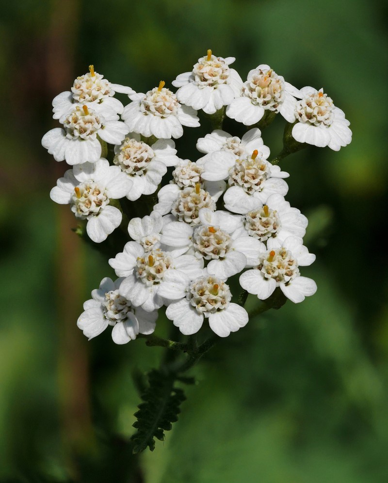 Achillea borealis photo 7