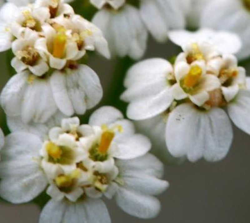 Achillea borealis photo 8