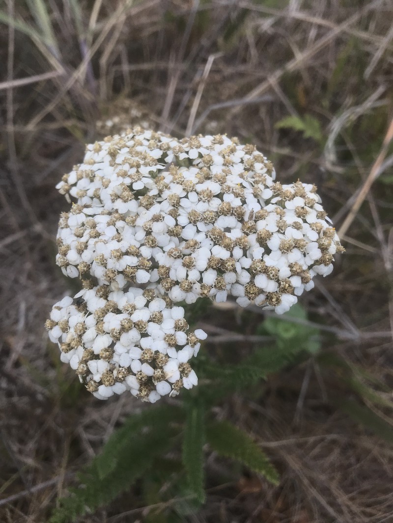 Achillea borealis var. arenicola