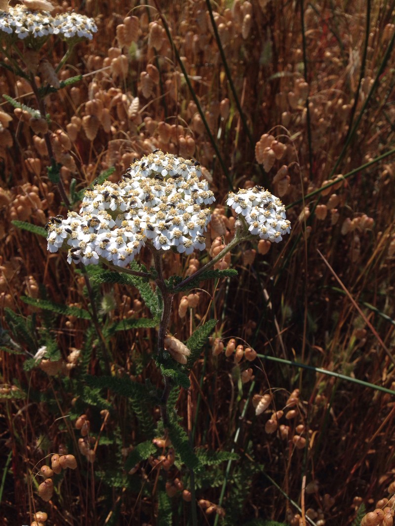 Achillea borealis var. arenicola photo 2