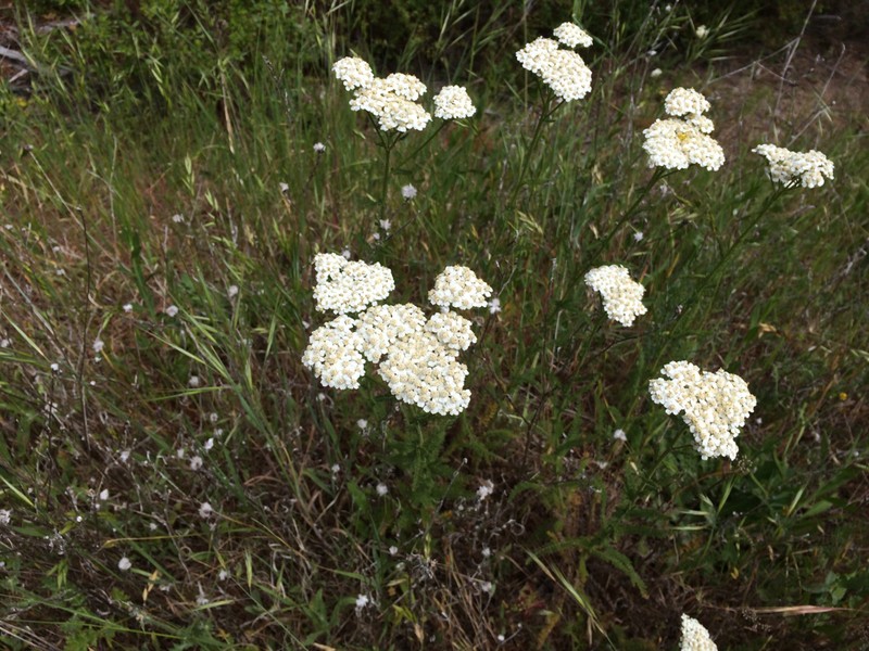 Achillea borealis var. arenicola photo 3