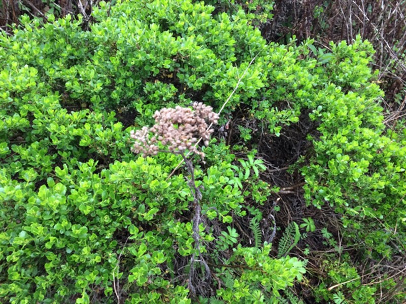 Achillea borealis var. arenicola photo 4