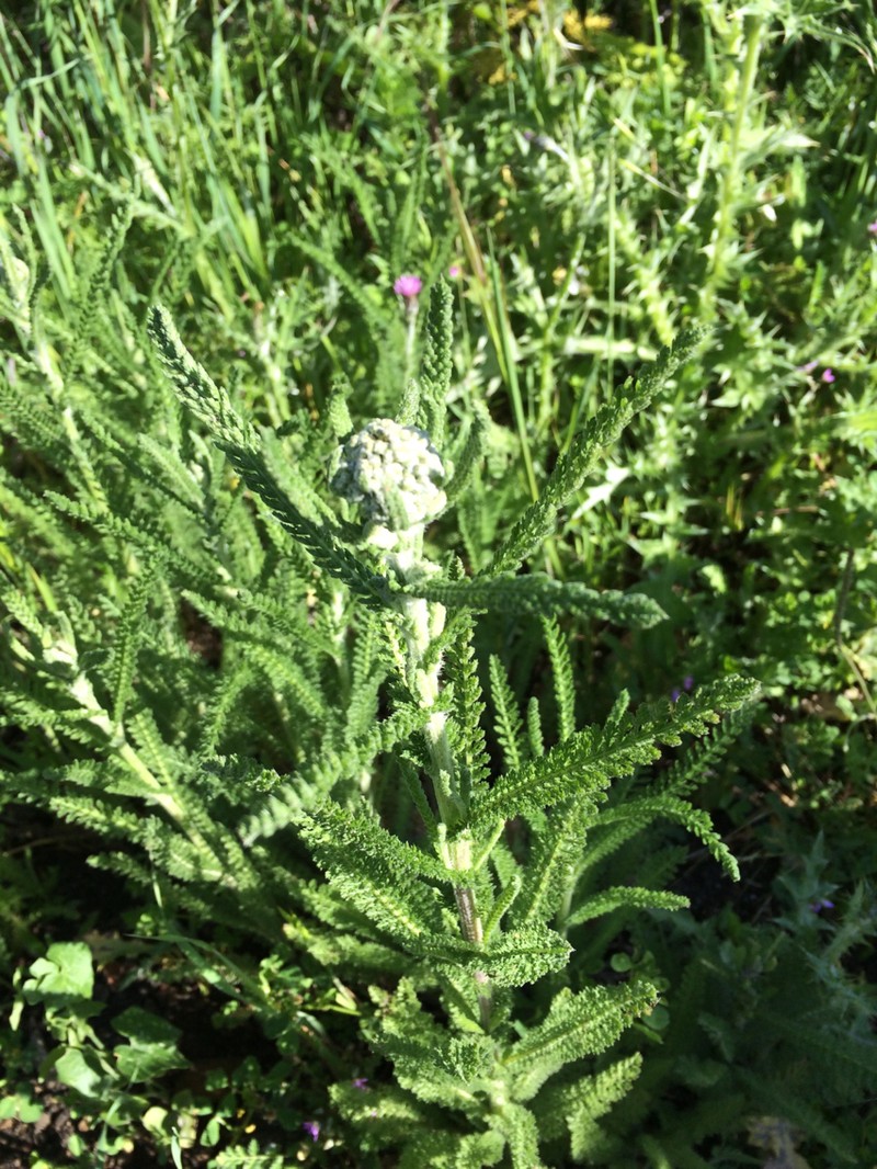 Achillea borealis var. arenicola photo 5