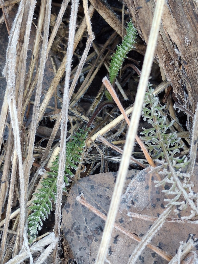 Achillea borealis var. borealis