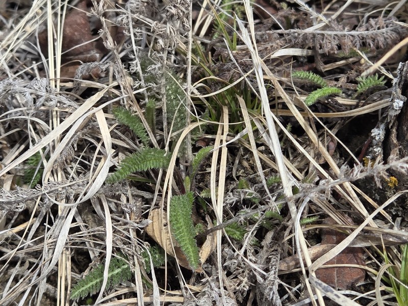 Achillea borealis var. borealis photo 2