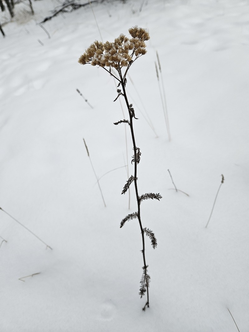 Achillea borealis var. borealis photo 3