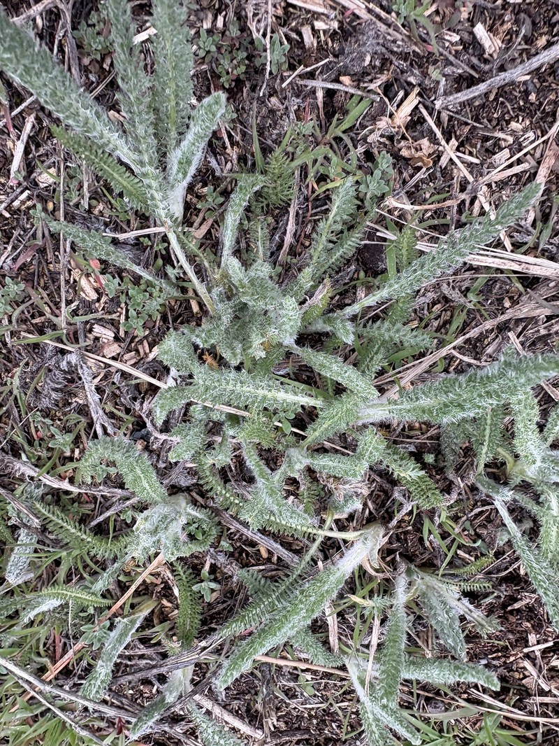 Achillea borealis var. borealis photo 4