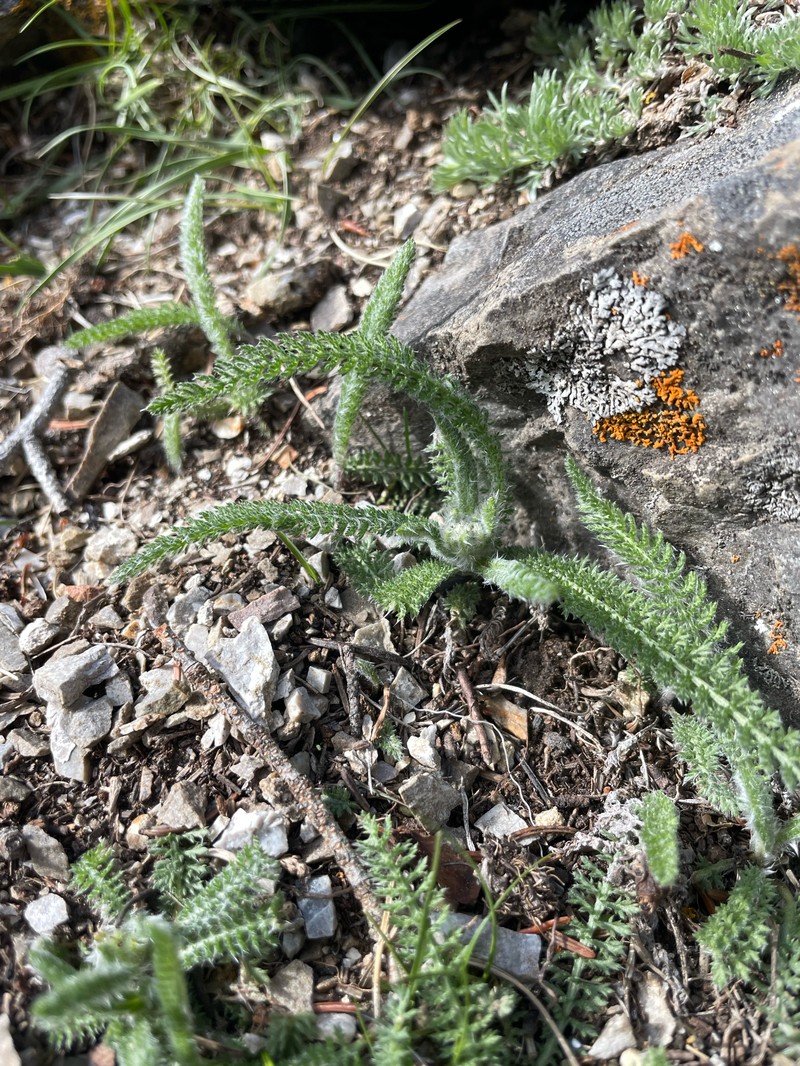 Achillea borealis var. borealis photo 5