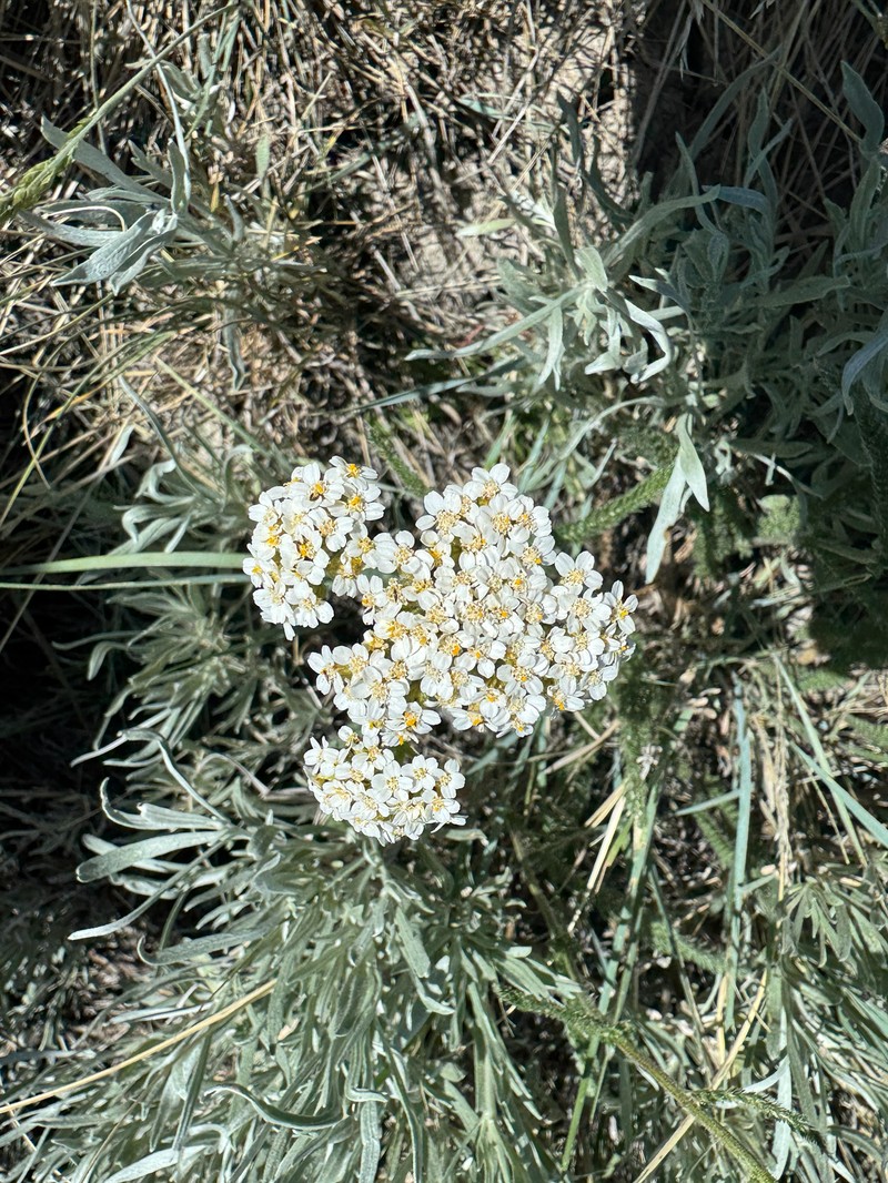 Achillea borealis var. borealis photo 6
