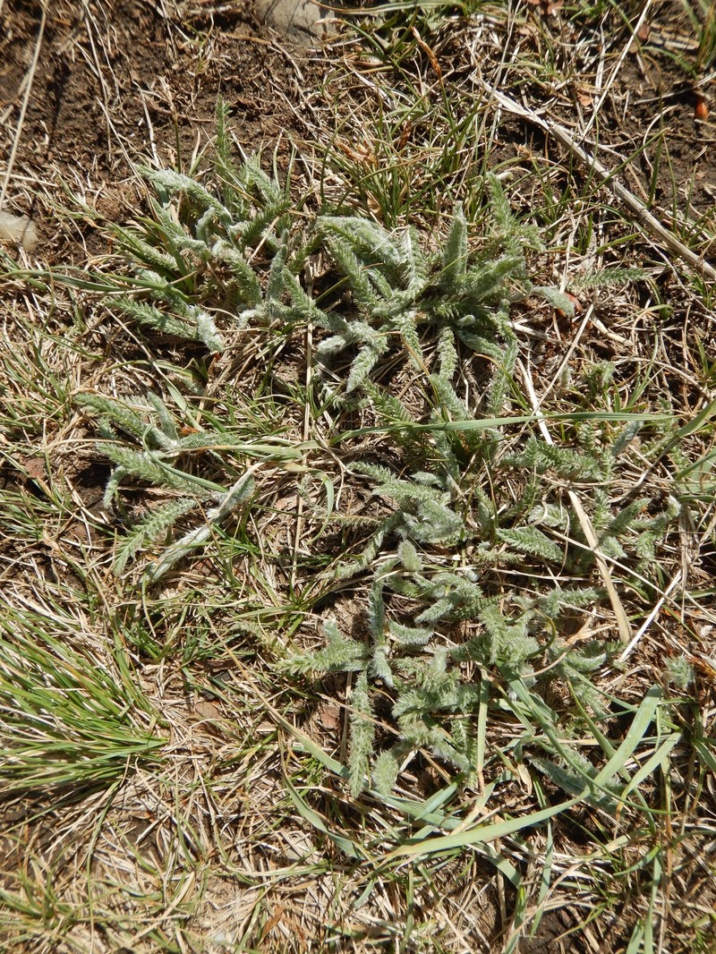 Achillea borealis var. borealis photo 7