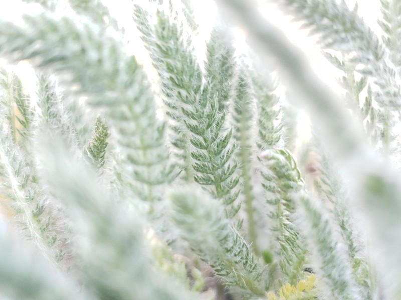 Achillea borealis var. borealis photo 8