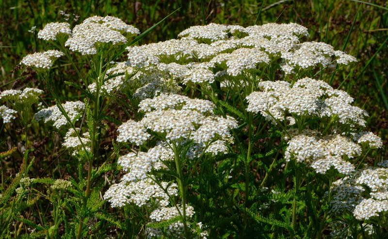 Achillea borealis var. californica