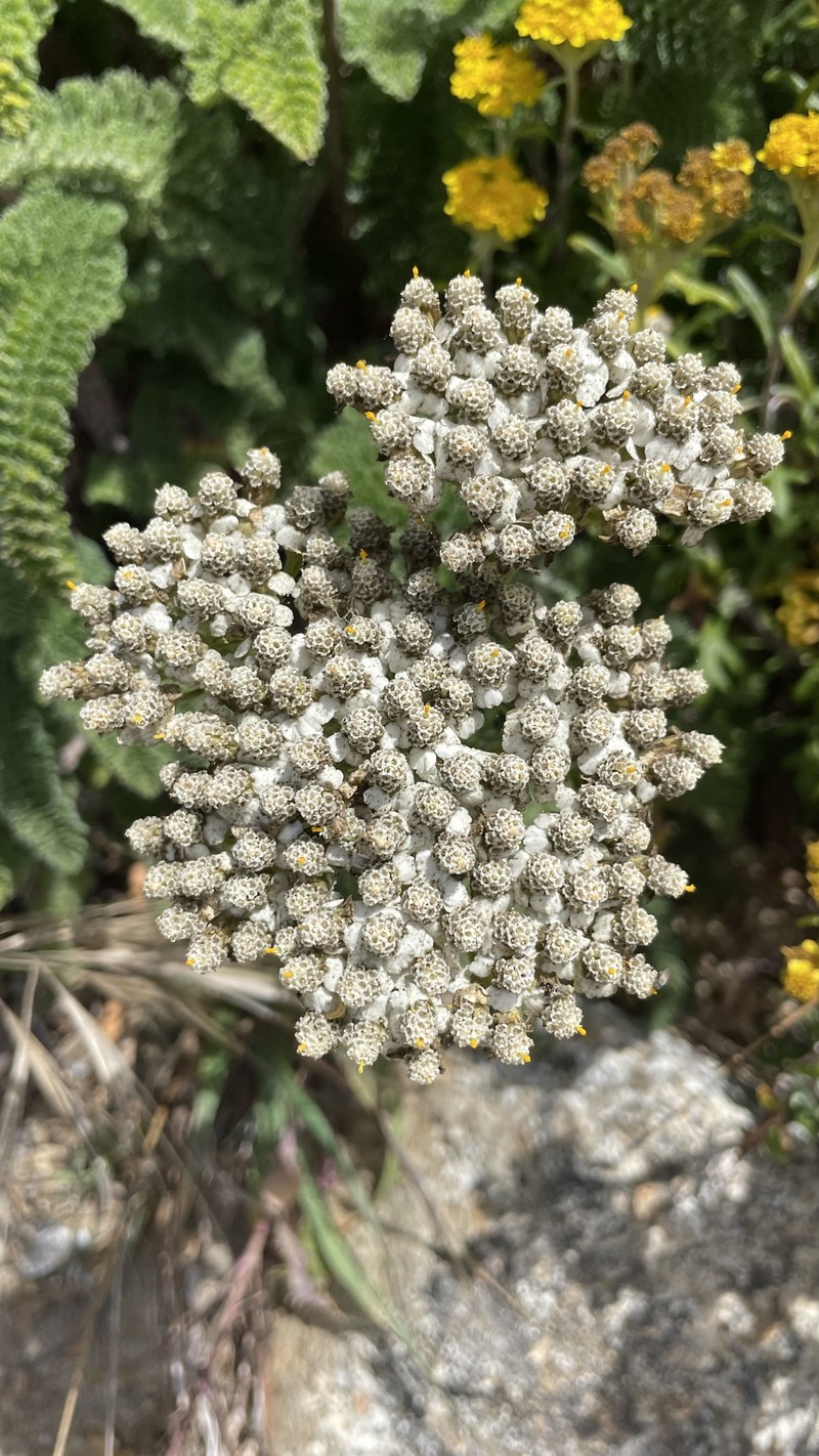Achillea borealis var. californica photo 2