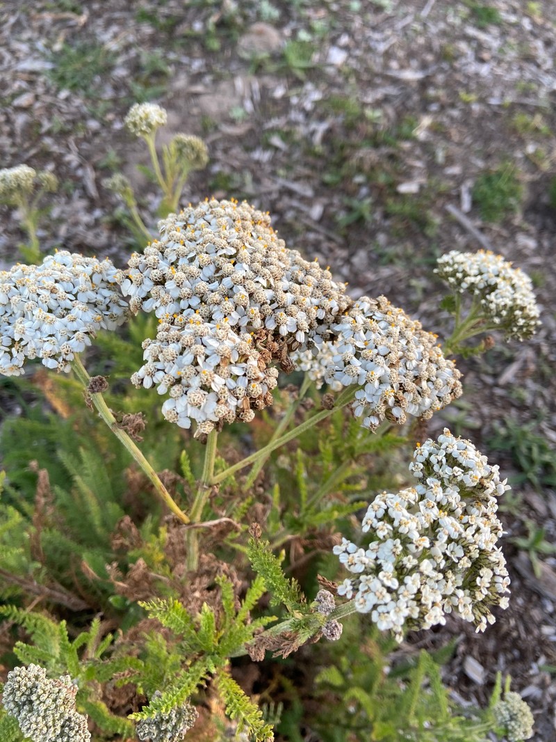 Achillea borealis var. californica photo 3