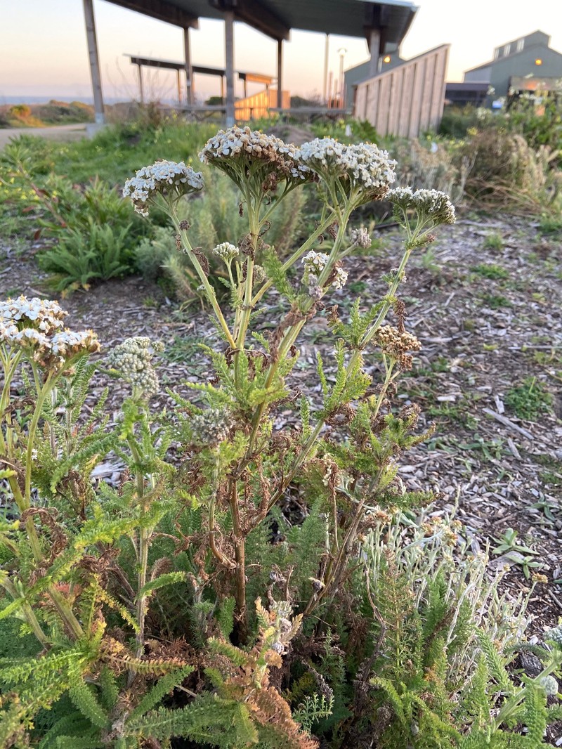 Achillea borealis var. californica photo 4