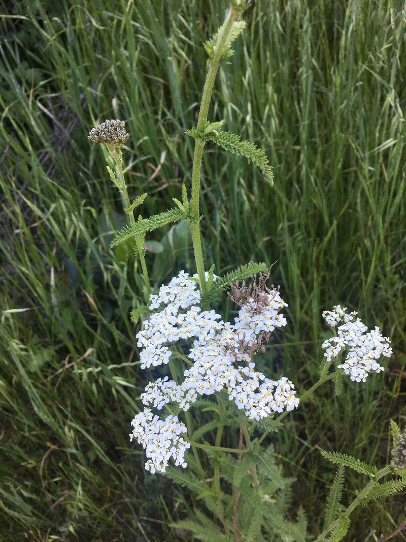 Achillea borealis var. californica photo 5