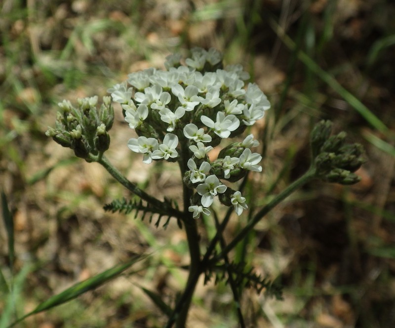 Achillea borealis var. californica photo 6