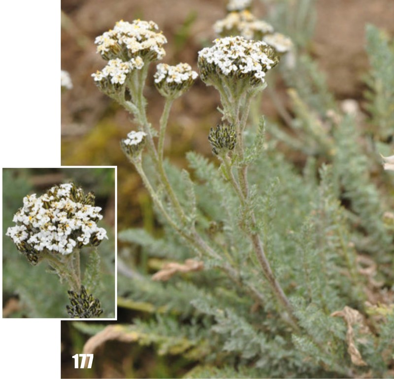 Achillea bucharica