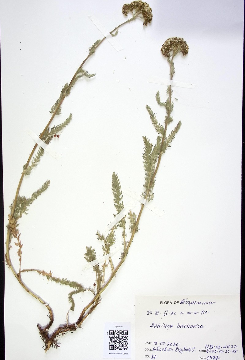 Achillea bucharica