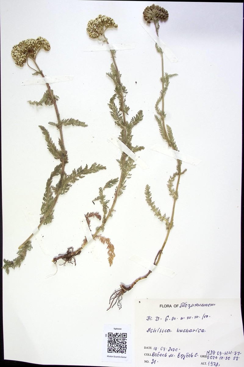 Achillea bucharica photo 2