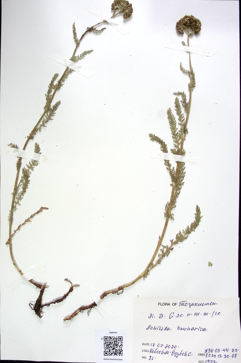 Achillea bucharica photo 3
