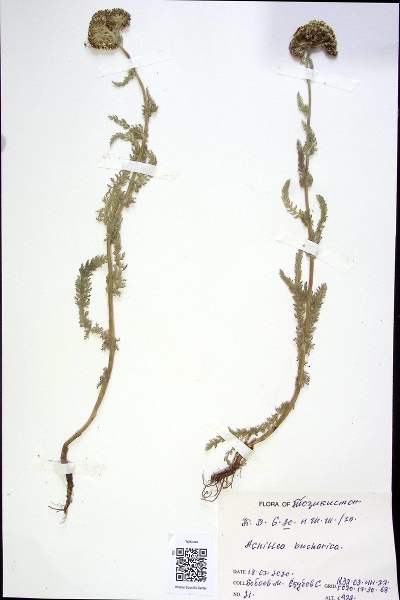 Achillea bucharica photo 4