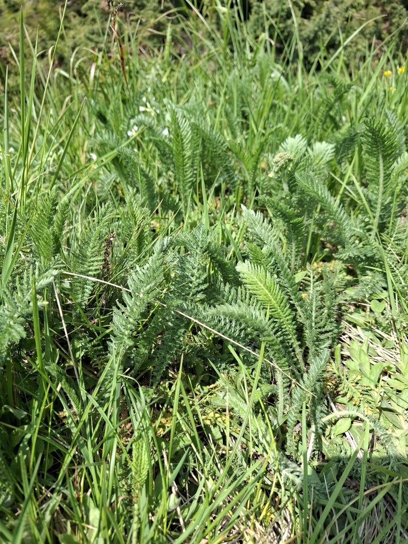 Achillea carpatica photo 2