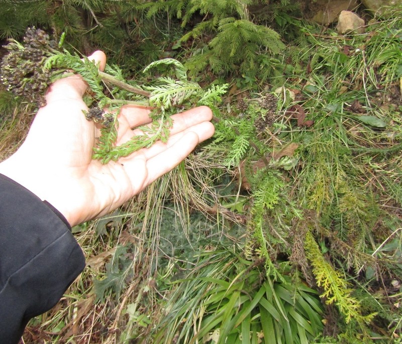 Achillea carpatica photo 3
