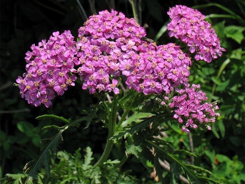 Achillea carpatica photo 5