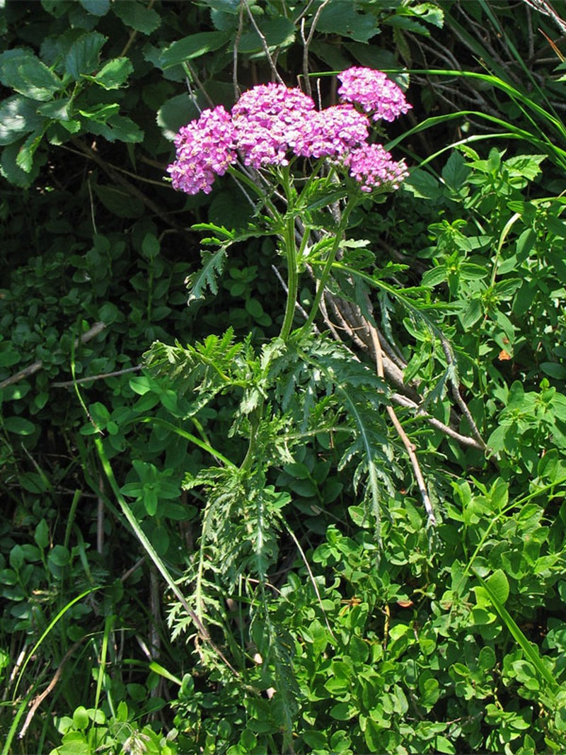 Achillea carpatica photo 6