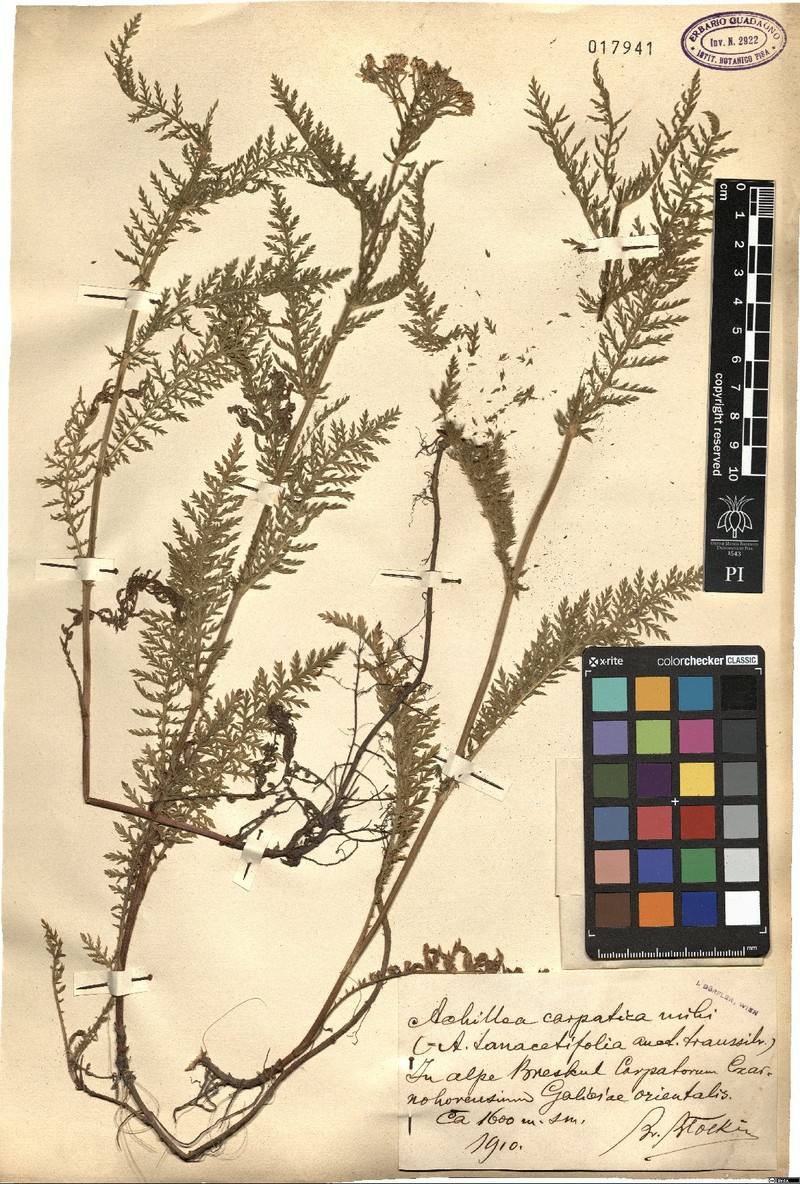 Achillea carpatica photo 7