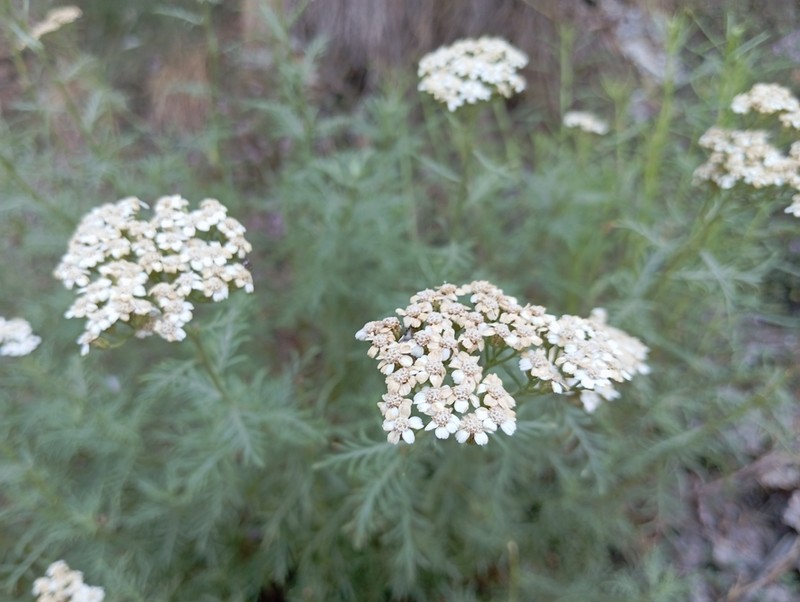 Achillea chamaemelifolia