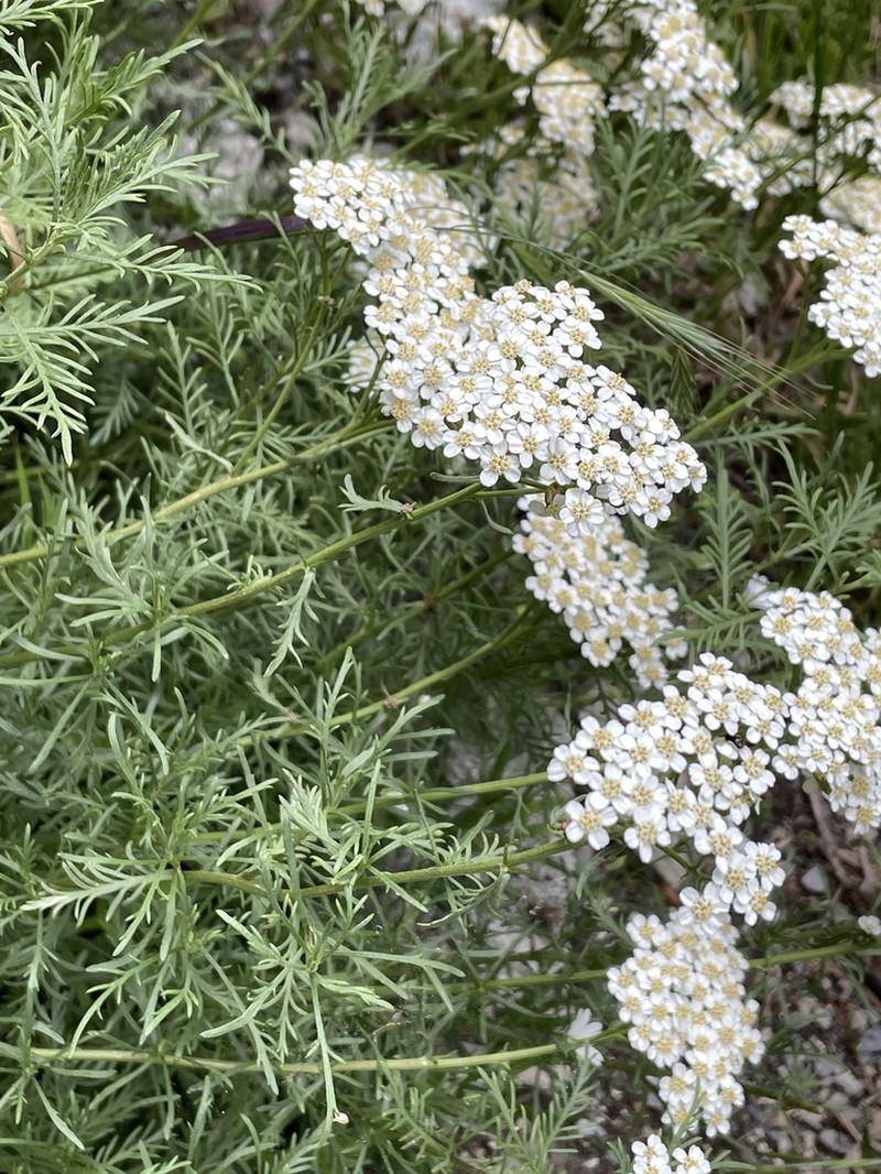 Achillea chamaemelifolia photo 2