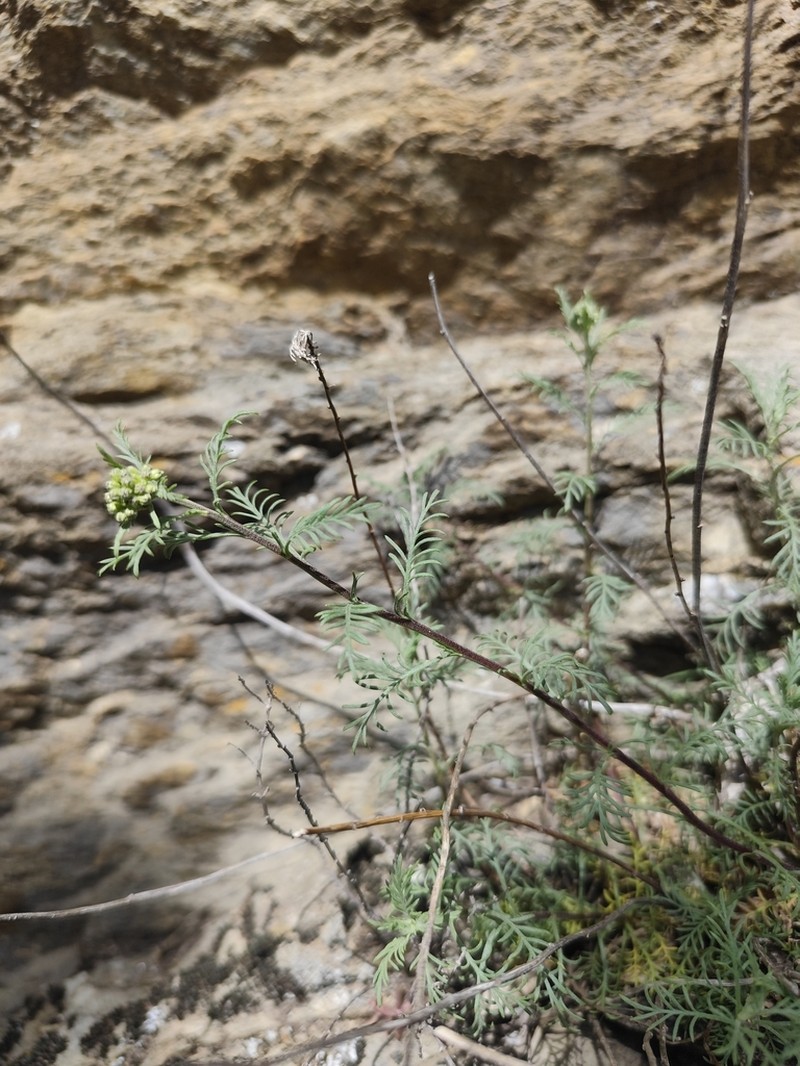 Achillea chamaemelifolia photo 3
