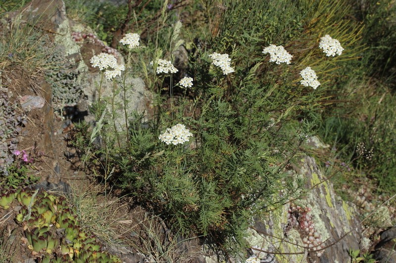 Achillea chamaemelifolia photo 4