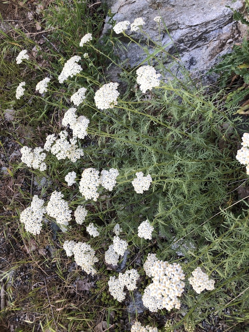 Achillea chamaemelifolia photo 6
