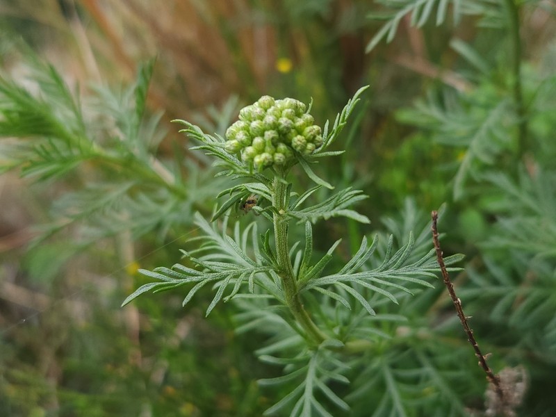 Achillea chamaemelifolia photo 7