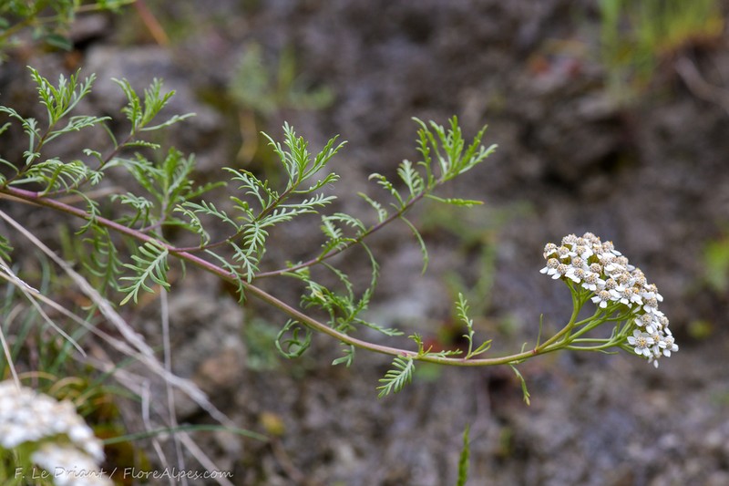 Achillea chamaemelifolia photo 8