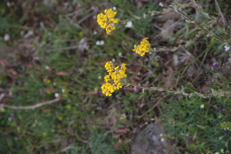 Achillea chrysocoma