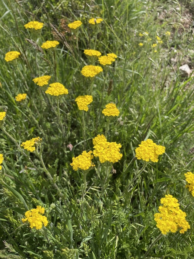 Achillea chrysocoma photo 2