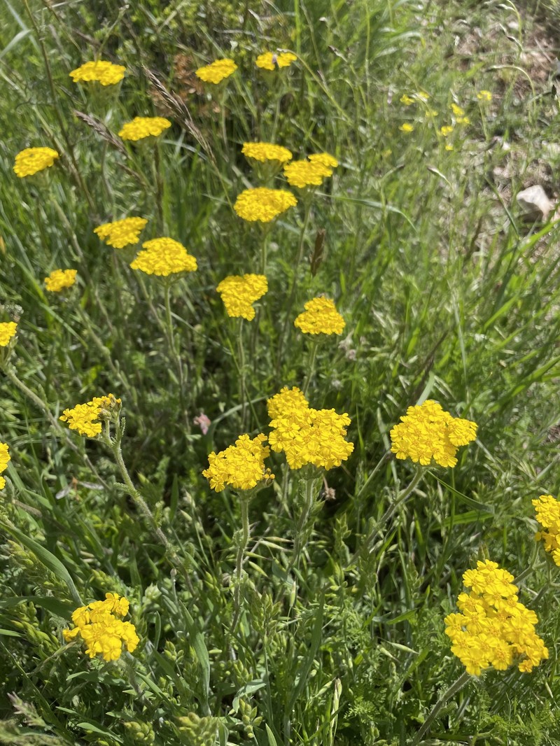 Achillea chrysocoma photo 3