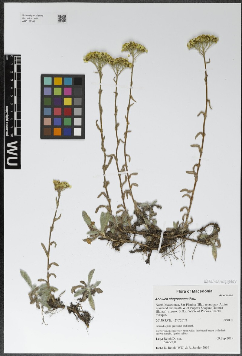 Achillea chrysocoma photo 4
