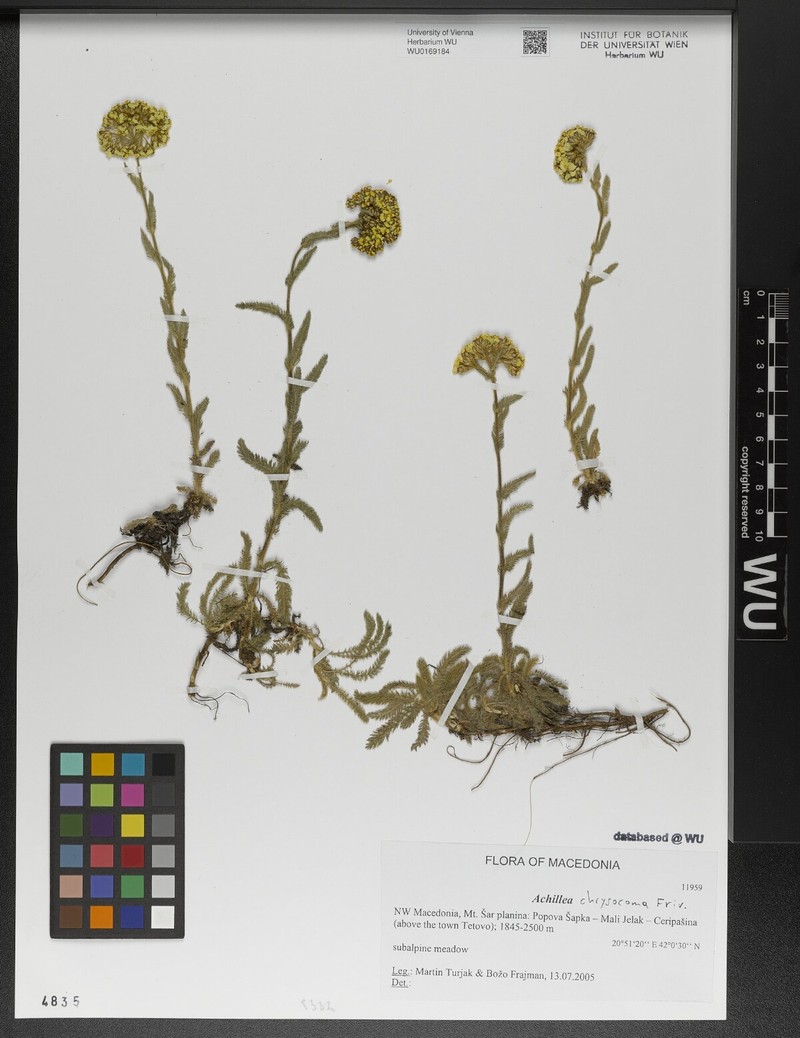 Achillea chrysocoma photo 6