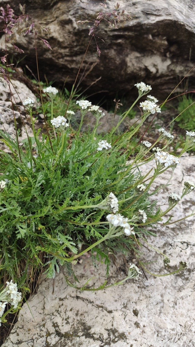Achillea clavennae photo 3
